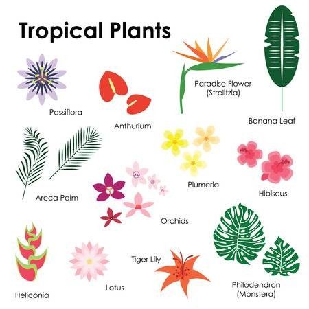 Flowers With Names, Plants Pictures, Hawaiian Plants, Plant Magic, Plant Tattoo, Flower Guide, Flower Names, Plant Pictures, Tiger Lily