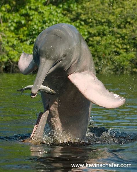 Delfín Rosado / Delfín del Río Amazonas / Boto PINK AMAZON DOLPHIN Amazon River Dolphin, River Dolphin, Amazon River, Water Animals, Underwater Life, Marine Mammals, Amazon Rainforest, Sea Animals, Bolivia