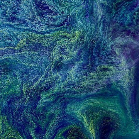 Here’s another favorite Overview from 2017 - a massive bloom of cyanobacteria in the Baltic Sea. In August 2015, a bloom spanning more than 100 square kilometers covered these waters. Cyanobacteria are a type of marine bacteria that capture and store solar energy through photosynthesis. While some are toxic to humans and animals, large blooms can cause an oxygen-depleted dead zone where other organisms cannot survive. Scientists believe that blooms are more likely to form in the presence agri... Advantages Of Solar Energy, Sea Can, Marine Ecosystem, Satellite Image, Van Gogh Paintings, Baltic Sea, Drone Photography, Aerial Photography, Colour Images