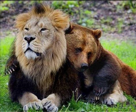 Unusual Animal Friends, Unlikely Animal Friends, Unusual Animal Friendships, Animal Hugs, Animal Friendships, Unlikely Friends, Brown Bears, Odd Couples, Animals Friendship