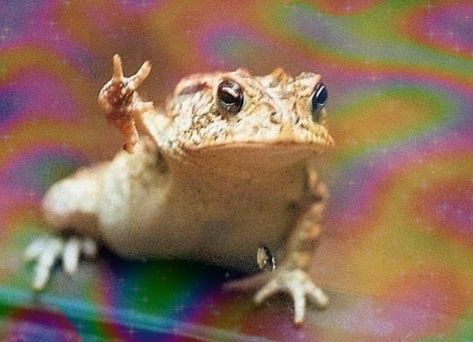 Frog Pfp Aesthetic, Frog Pfp, Peace Frog, Funny Ideas, Cold Front, Silly Things, Frogs, Funny Pictures, Doodles