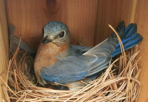 Brood of bluebirds herald spring | Spotlight | myeasternshoremd.com Bluebird Nest, Bluebird House, Bird Identification, Eastern Bluebird, House Plans One Story, Baby Bird, Bunny Crafts, Nesting Boxes, Bluebird