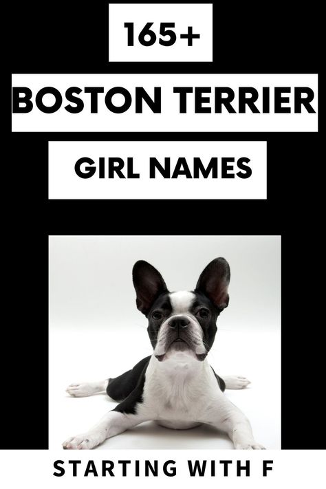 Are you thinking about getting a little baby girl? Or has your baby girl arrived and you're scrambling for the perfect name? No worries! We have come up with the perfect list of names all starting with the letter F! #bostonterriersociety #bostonterrier #bostondogs #dognames #doglove Baby Boston Terriers, Boston Terrier Names, Puppy Development, List Of Names, The Letter F, The Letter I, Rat Terriers, Cute Names, Letter F