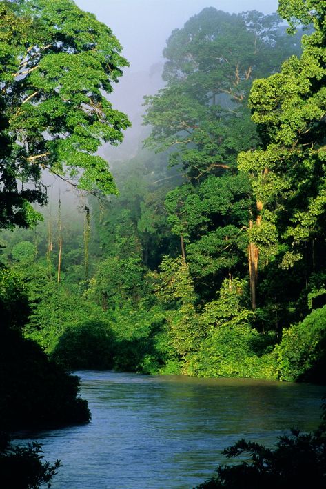 With its mix of Indian, Chinese, and Malay cultures—it’s like visiting three places in one. Borneo Travel, Borneo Rainforest, Malaysia Travel Guide, Beautiful Messages, Inspirational Messages, Beautiful Picture, Alam Yang Indah, Pretty Places, Image Hd