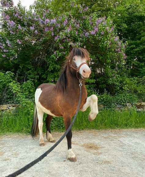 Icelandic Horse Riding, Shetland Pony Aesthetic, Andulasian Horse, Horse Pfp, Icelandic Pony, Wild Horse Islands, Island Horse, Funny Horse Pictures, Icelandic Horses