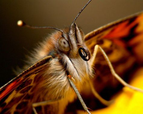 Image of Butterfly Face Moth Princess, Butterfly Facts, Butterfly Face, Big Butterfly, Butterfly Images, Butterfly Photos, Rose Pictures, Bleach Art, Butterfly Pictures