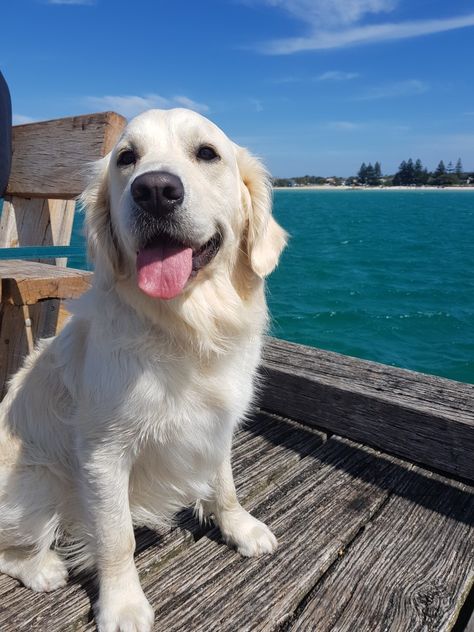 Light Golden Retriever, Golden Retriever Cream, Cream Retriever, Dog Retriever, Sun Vibes, English Cream Golden Retriever, Cream Golden Retriever, English Golden Retrievers, English Labrador