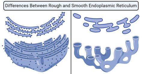 Last Updated on August 31, 2020 by Sagar AryalRough Endoplasmic Reticulum (RER) The rough endoplasmic reticulum is a type of endoplasmic reticulum consisting of flattened sacs, studded with protein-synthesizing particles termed ribosomes on the outer surface. The rough endoplasmic reticulum is a part of the endomembrane system that is present in the cytoplasm of the ... Read more 13 Differences Between Rough & Smooth Endoplasmic Reticulum The post 13 Differences Between Rough & Smooth Rough Endoplasmic Reticulum, Smooth Endoplasmic Reticulum, Endoplasmic Reticulum Notes, Endoplasmic Reticulum, Endomembrane System, Nuclear Membrane, Cell Organelles, Plant And Animal Cells, Study Biology