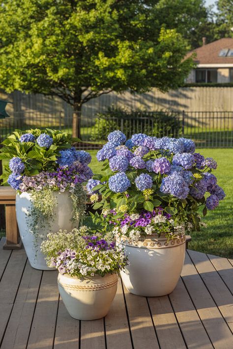 Hydrangea Potted, Bigleaf Hydrangea, Hydrangea Varieties, Tattoo Plant, Porch Flowers, Growing Hydrangeas, Hydrangea Macrophylla, Planting Hydrangeas, Proven Winners