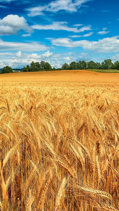 Field Wallpaper, New Wallpaper Iphone, Nature Iphone Wallpaper, Golden Wheat, Fields Of Gold, Wheat Field, Wheat Fields, Country Scenes, Trendy Wallpaper