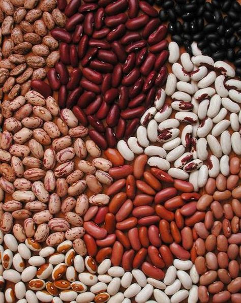 Cereals And Pulses, Como Plantar Pitaya, Beans Image, Low Cost Meals, Bean Varieties, White Kidney Beans, Dry Beans, Best Beans, How To Cook Beans