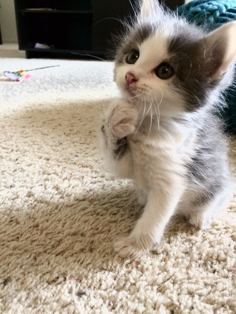 Fluffy Gray Kitten, White Cat With Grey Spots, Grey And White Cats, Gray And White Kitten, Fluffy White Kitten, Grey And White Kitten, Gray And White Cat, Gray Kitten, Grey And White Cat