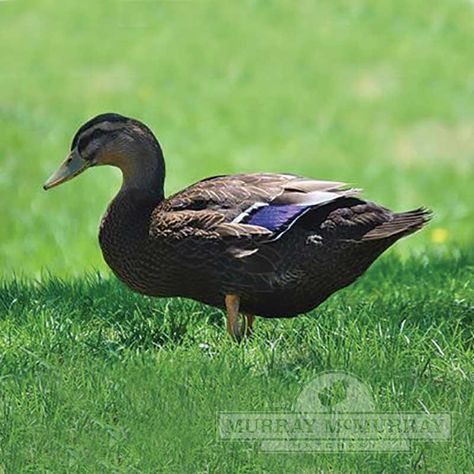 Rouen Duck Rouen Ducks, Rouen Duck, Khaki Campbell Ducks, Geese Breeds, Animal Farming, Pekin Duck, Duck Tattoos, Raising Ducks, Create Board