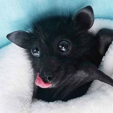 It's Bat Appreciation Day And We Totally Appreciate These Photos Of Baby Bats Cute Bat Picture, Birds Being Cute, Bat Cute, Fox Bat, Cute Bats, Fruit Bat, Baby Bats, Cute Bat, Pretty Animals