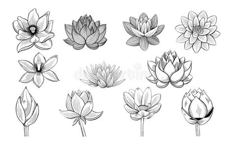 Collection of lotus sketches. lotuses, buds and leaves in vintage style. Collection of lotus sketches. A variety of vector drawings of lotuses, buds and leaves vector illustration Lotus Silhouette, Lotus Flower Svg, Flower Cricut, Lotus Svg, Lotus Artwork, Lotus Flower Drawing, Lotus Drawing, Lotus Flower Painting, Watercolor Lotus