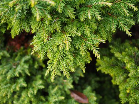 Nature, Hemlock Tree, Tsuga Canadensis, Canadian Hemlock, Norfolk Pine, Side Yard Landscaping, Backyard Landscape, Garden Shrubs, Tree Care