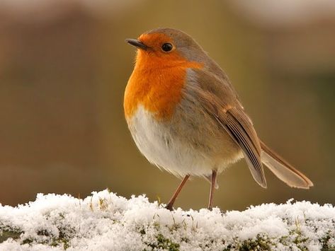 Complexion Color, Robin Tattoo, European Robin, Robin Redbreast, Noise Pollution, Young Animal, Robin Bird, Christmas Flowers, Color Analysis