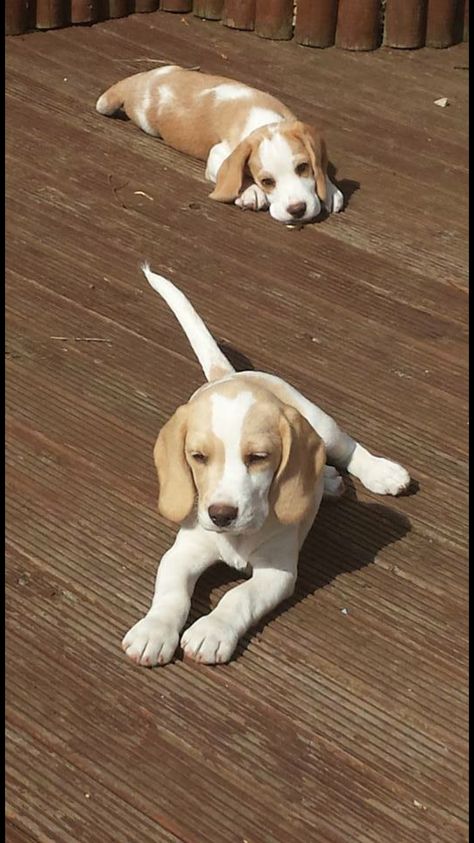 I'll never see a lemon and white beagle as cute as my Jessie May. I miss her every day. White Beagle, Unique Dogs, Baby Beagle, Lemon Beagle, Pocket Beagle, Cute Dog Breeds, Pretty Dog, Beagle Puppies, Cute Beagles