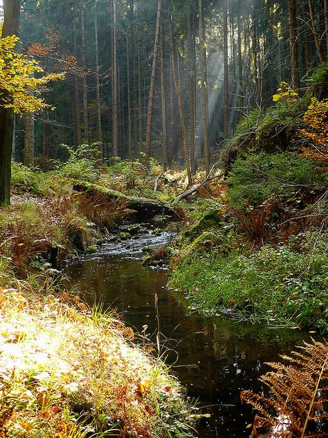 Thick Forest, Haunted Woods, Goblincore Aesthetic, Boreal Forest, Landscape Model, Wild Forest, Forest Path, Fantasy Forest, Warrior Cat