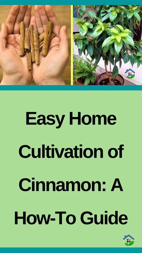 Discover the simple joy of growing cinnamon at home and enjoy its aromatic and flavorful benefits. Cinnamon, a versatile spice that is cherished for its delightful fragrance and culinary and health advantages. Wouldn’t you want to cultivate this wonderful spice in your own backyard? Let’s learn how to do this thanks to this simple and […] How To Grow Cinnamon Plants, Spices To Grow, Growing Cinnamon, Grow Cinnamon, Saving Earth, Cinnamon Tree, Homestead Farm, Garden Indoor, Garden Tips