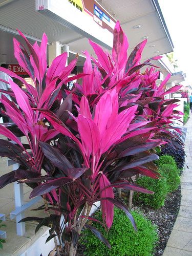 Cordyline fruticosa variegated cultivar | Downtown Cairns. | tanetahi | Flickr Cordyline Fruticosa, Tropical Backyard Landscaping, Tropical Landscape Design, Patio Flowers, Tropical Garden Design, Tropical Backyard, Front Yard Garden, Tropical Landscaping, Front Yard Landscaping Design