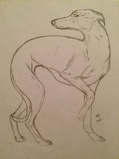 Greyhound Running Drawing, Greyhound Drawing Sketch, How To Draw A Greyhound, Italian Greyhound Drawing, Italian Greyhound Tattoo, Greyhound Sketch, Greyhound Drawing, Greyhound Painting, Italian Greyhound Art