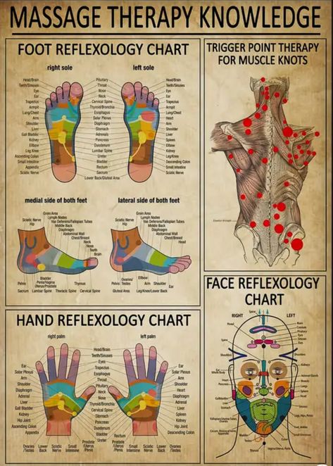 Alternative Medicine Holistic Healing, Healing Reflexology, Therapy Poster, Reflexology Foot Chart, Muscle Knots, Reflexology Chart, Trigger Point Therapy, Trigger Point, Foot Reflexology