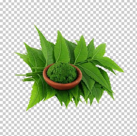 Neem Tree Images, Neem Tree, Neem Soap, Plant Png, Tree Images, Design Layouts, Neem Oil, Graphic Design Layouts, Free Sign