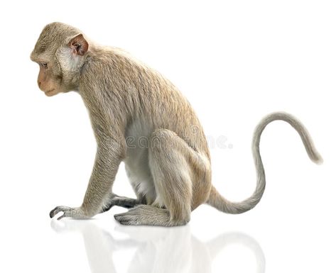 Monkey. Sit on white background , #Aff, #Sit, #Monkey, #background, #white #ad Monkey Side View, Monkey Background, Monkey Images, Monkey Png, Monkey Sitting, Monkey Pose, Small Monkey, Business Icons Vector, Animal Reference