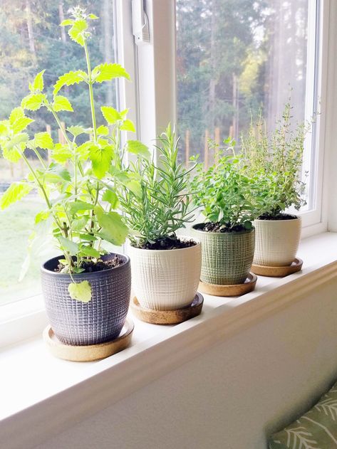 Herbs For Kitchen Window Sill, Herbs Plants In Kitchen, Indoor Herb Garden Ideas Kitchens, Window Spice Garden, Herb Pots In Kitchen, Plant Decor Windowsill, Spice Plants Herbs Garden, Window Ledge Herb Garden, Herbs On Kitchen Window Sill