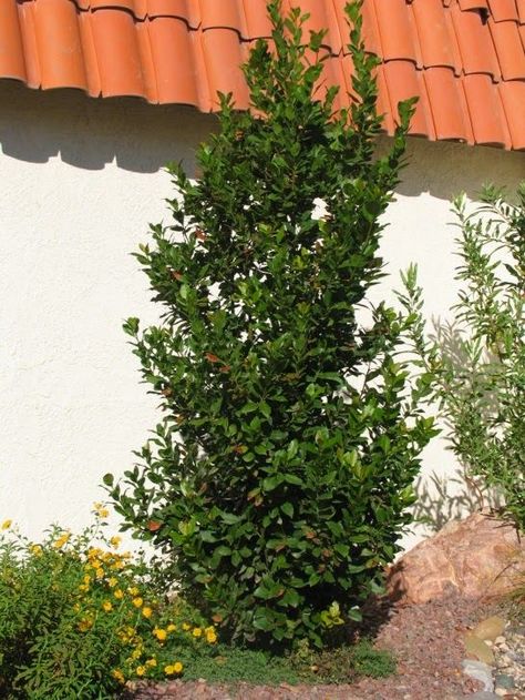 Laurus nobilis column - Sweet Culinary Bay Bay Plant, Online Landscape Design, Bay Laurel, Laurus Nobilis, Planting Plan, Buy Seeds, Evergreen Shrubs, Landscaping Plants, Desert Landscaping