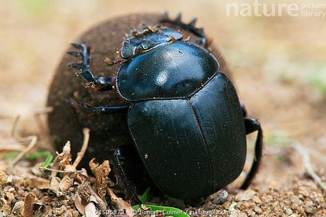 Dung Beetle, Beetle Art, Beetles, Flora And Fauna, Big Cats, Linocut, Ants, Riding Helmets, Bugs