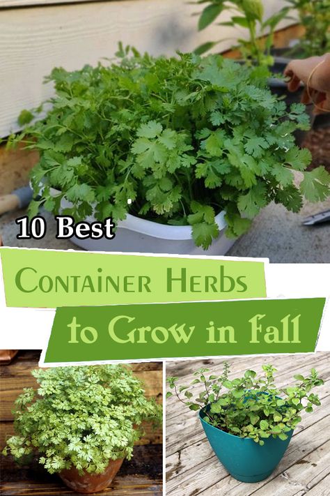 Fall Herb Garden, Fall Herbs To Grow, Things To Grow In The Fall, Easy Herbs To Grow Outdoor, Herbs To Plant In The Fall, Fall Crops Vegetable Garden, Plant Once Harvest For Years, When To Plant Fall Vegetables, Fall Herbs