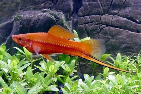 Angel Fish Tank, Swordtail Fish, 20 Gallon Aquarium, Cory Catfish, Neon Tetra, Tropical Freshwater Fish, Fresh Water Fish Tank, Fishing For Beginners, Fishing Techniques