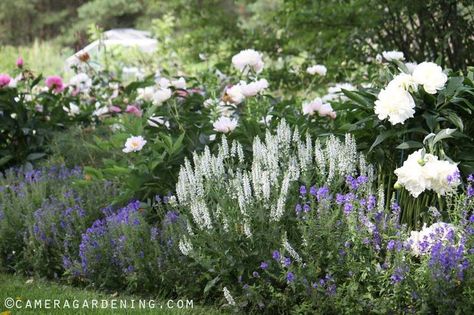 White Peony and Salvia Schneehugel | Plant combinations 2 ... White Peonies Garden, Salvia Garden, Salvia Plants, Rose Garden Landscape, Flowers Peonies, Cottage Shabby Chic, Lavender Garden, White Peony, Peonies Garden