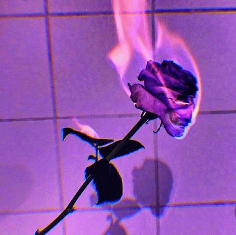 Dark Purple Aesthetic Pfp, Profile Pics For Tiktok, Purple Astethic, Purple Pfp Aesthetic, Purple Profile, Tiktok Pictures, Purple Aesthetic Background, Smelling Good, Dark Purple Wallpaper