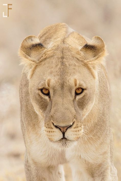 No Looking Back, Female Lion, Lion Photography, Cat Anatomy, Lions Photos, Lion Love, Animal Heads, Wildlife Animals, Animal Planet