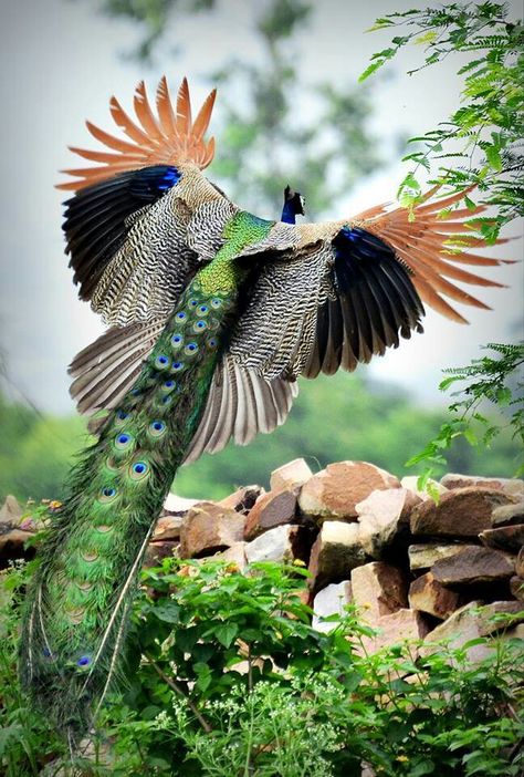 Peacock in Flight Peacock Flying, Cer Nocturn, Airbrush Art, Exotic Birds, Pretty Birds, Colorful Birds, In Flight, Peacocks, Wild Birds