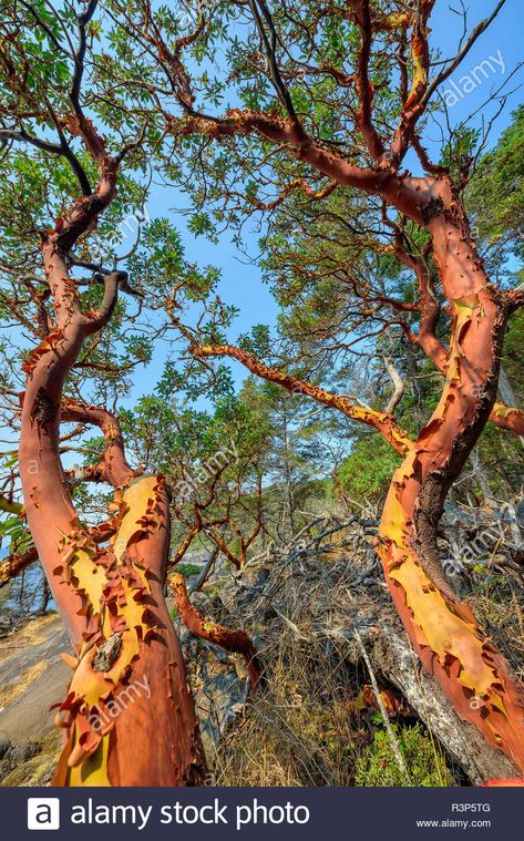 Madrone Tree, Arbutus Tree, Tree Study, Canada Images, British Columbia Canada, Tree Leaves, Terrace Garden, Pacific Coast, Vancouver Island