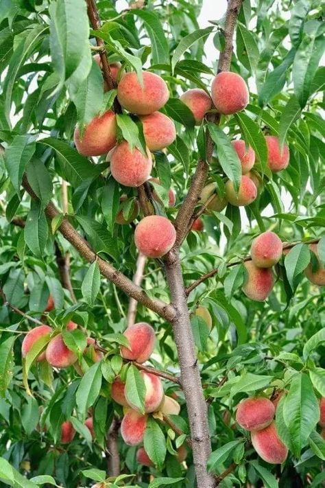 Peach Trees Fast Growing Fruit Trees, Backyard Orchard, Backyard Food, Apricot Tree, Growing Fruit Trees, Eat Fresh, Peach Tree, Natural Fertilizer, Tree Canopy