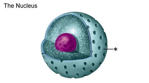 Plant Cell Nuclear Membrane Education, Nuclear Membrane, Plant Cell, Quick Saves