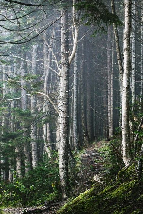 Foggy Forest, Forest Path, Walk In The Woods, Tree Forest, Enchanted Forest, Beautiful Tree, In The Woods, Beautiful World, Beautiful Landscapes