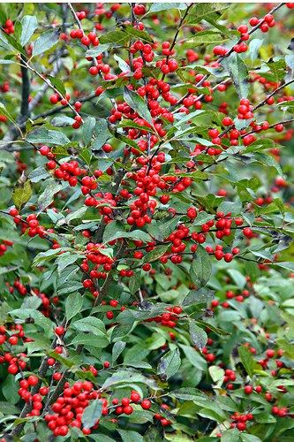 By Julie Christensen Found throughout the eastern United States and Canada, winterberry holly (Ilex verticillata) is aptly named for its bright-red berries that persist well into winter, attracting birds and wildlife. This native shrub grows 6 to 15 feet tall and wide. It spreads through suckers and has a rounded, informal shape. In addition to … Winterberry Bush, Winterberry Holly, Holly Shrub, Holly Bush, Berry Bushes, Holly Tree, Meteor Garden 2018, Winter Plants, Magic Garden