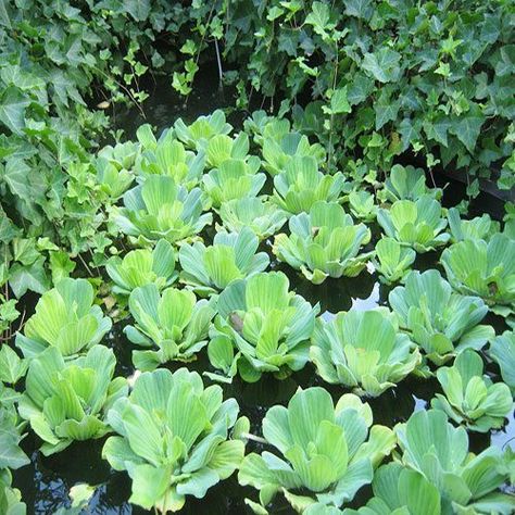 Rosette Water Lettuce or Pistia stratiotes Floating Plant Pistia Water Plant, Water Lettuce, Water Garden Plants, Patio Pond, Aquatic Garden, Live Aquarium Plants, Aquatic Plant, Live Aquarium, Floating Plants