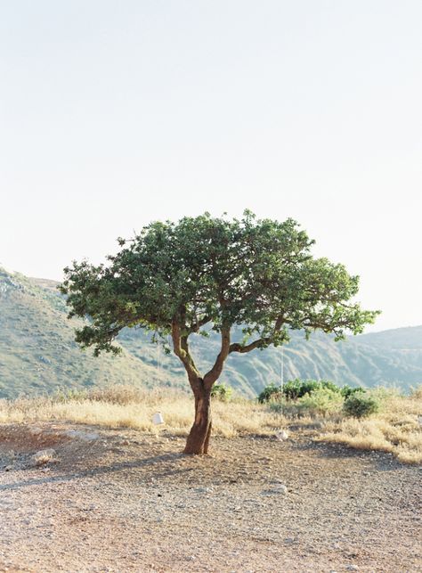 Lone Olive Tree in Kefalonia Greece | photography by http://www.victoriaphippsphotography.co.uk/ Olive Tree Care, Bonsai Inspiration, Dream Garden Backyards, Modern Water Feature, Growing Olive Trees, Front Lawn Landscaping, River Rock Garden, Backyard Covered Patios, Kefalonia Greece