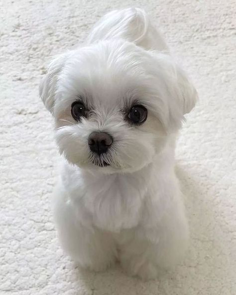 White Maltipoo Haircut Styles, Mini Maltese Puppy, Korean Maltese, White Poodle Puppy, White Maltese Puppy, Maltese Dogs Grooming, Maltese Puppy Cut, Maltese Haircuts, Maltese Dogs Haircuts