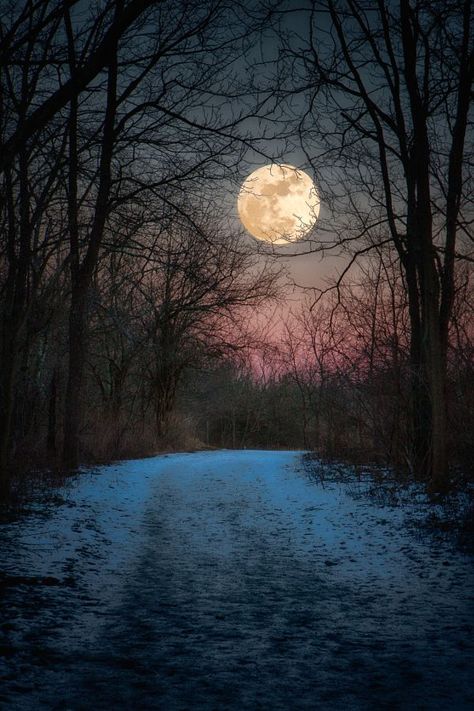 Cer Nocturn, Bare Trees, Shoot The Moon, Moon Pictures, Wolf Moon, Beautiful Moon, Moon Art, Winter Scenes, Night Photography