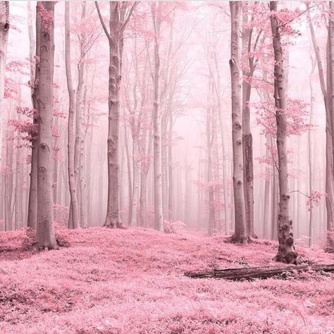 Photo by @twin.lens by captureminnesota Pink Forest Aesthetic, Forest Aesthetic Wallpaper, Instagram Spacers, Wallpaper Estetika, Forest Aesthetic, Pink Nature, Pink Forest, Pink Images, Forest Background