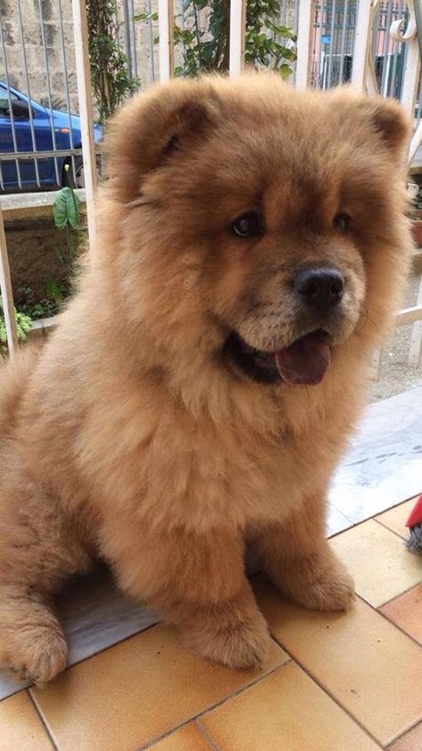 Chow Chow Wallpaper, Chow Dog Breed, Big Fluffy Dogs, Cat Profile, Cute Dogs Images, Chow Chow Dogs, Cute Bunnies, Puppy Day, National Puppy Day