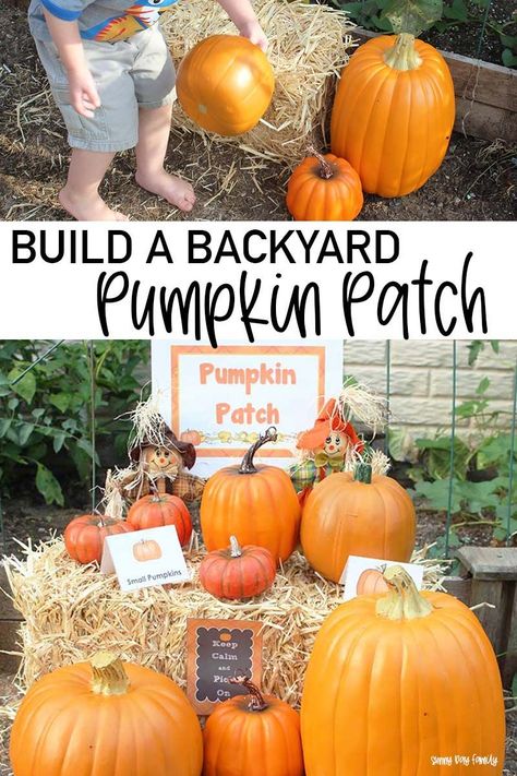 Can't go to the pumpkin patch this year? Make one at home! Super fun pumpkin patch activity for kids during social distancing. Let kids enjoy their own backyard pumpkin patch with these printables and ideas! Pumpkin Patch Preschool, Backyard Pumpkin Patch, Pumpkin Patch Decoration, Pumpkin Patch Diy, Preschool Pumpkins, Pumpkin Patch Activities, Pumpkin Patch Birthday Party, Pumpkin Birthday Party, Pumpkin Patch Birthday